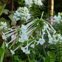 Nicotiana x sanderae 'Sensation blanc'